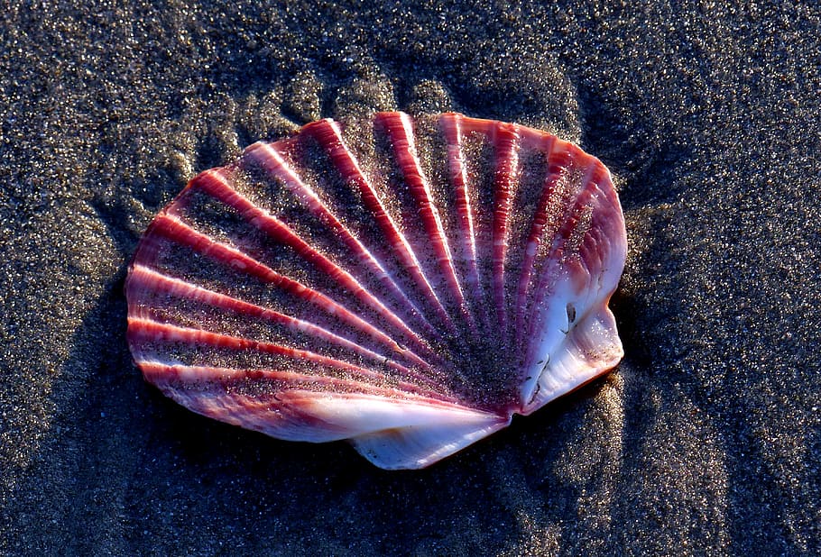 Scallop, shell, red shell on sand, close-up, sea, animal, animal themes, animal wildlife, one animal, animals in the wild
