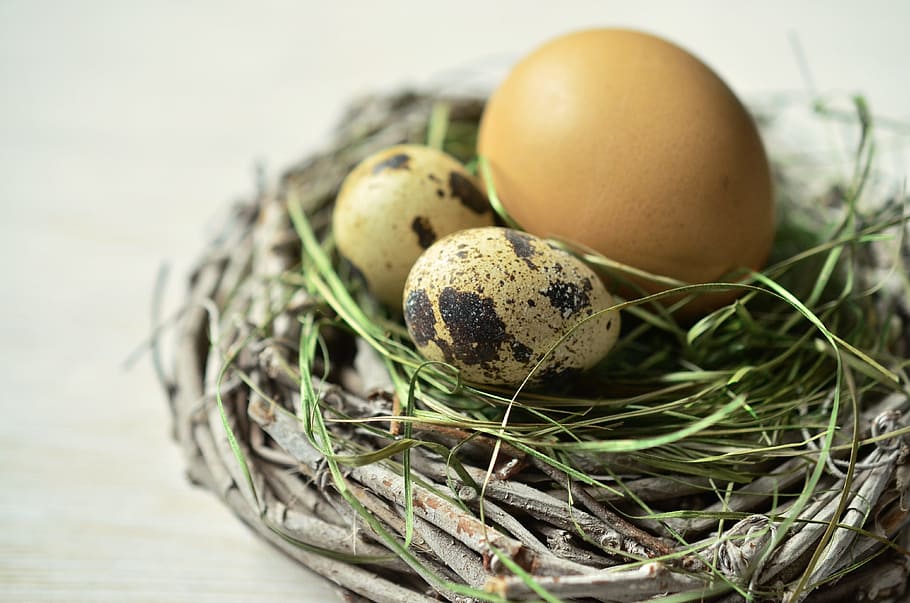 two, quail eggs, brown, egg, nest, easter, easter nest, easter decoration, food, food and drink