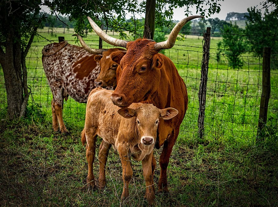 three, brown, cattles, tree, longhorn, cattle, mother, calf, closeup, landscape