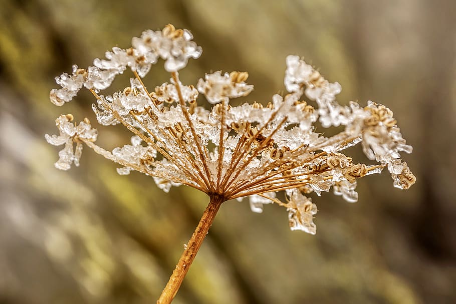 meadow hogweed, frost, frozen, icy, cold, frosty, ze, iced, wintry, on frozen