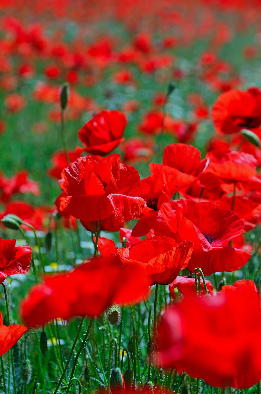 poppy field, mood, poppy, red, summer flower, red poppy, meadow flower, field, wildflower, red flower