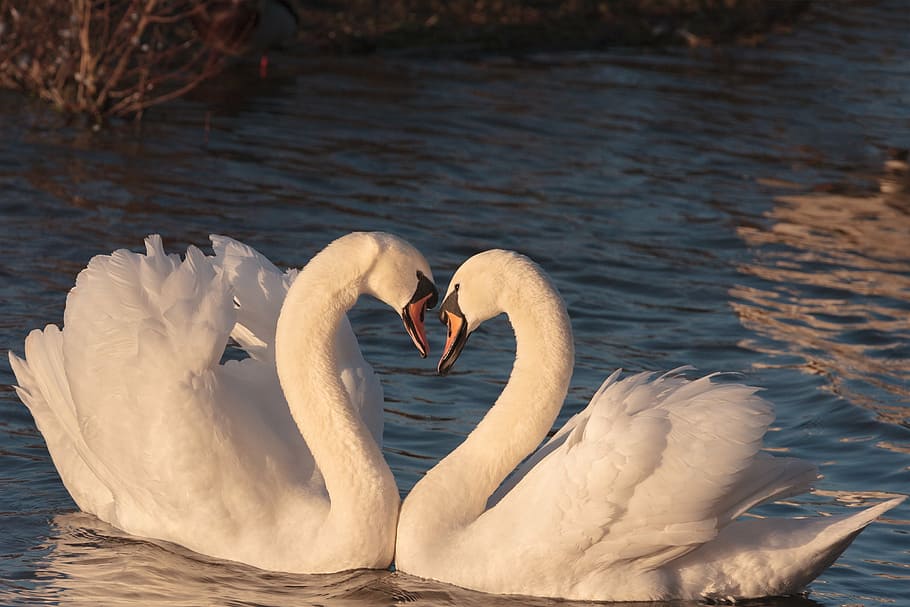 shallow, focus photography, two, white, swans, pair, male, female, bird, love