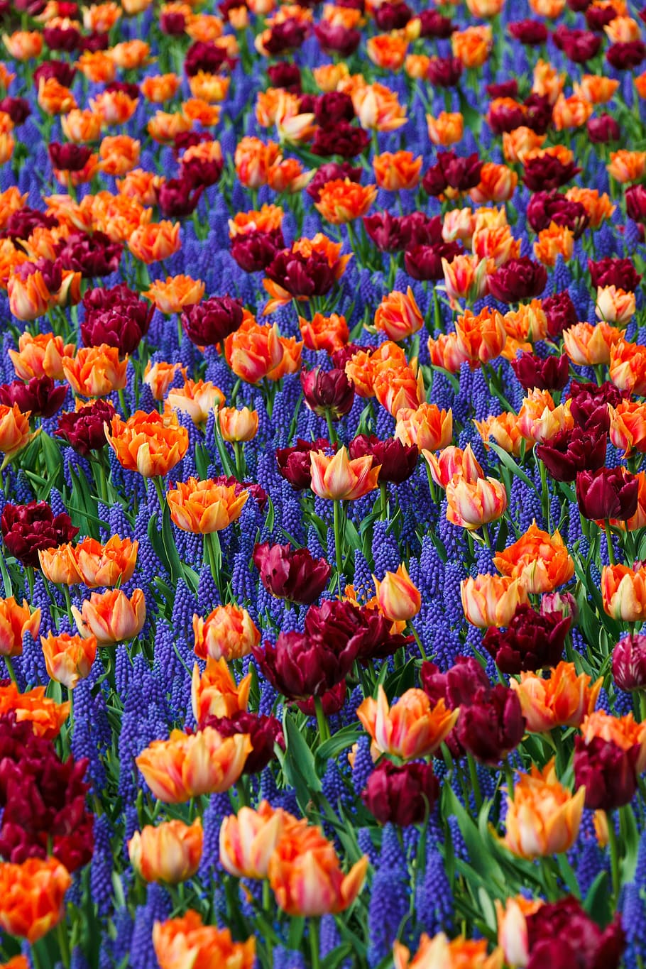 brown, red, tulip flowers, flowers, flower, bed, bloom, background, color, colorful