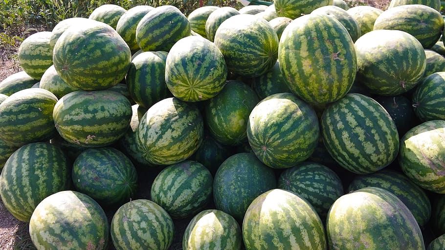 watermelon, sweet, in the summer of, juicy, vegetarian, natural, healthy eating, food and drink, food, wellbeing