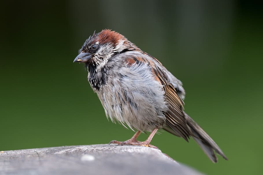 house sparrow, male, bird, animal, avian, garden, nature, passeridae, passer domesticus, animal themes