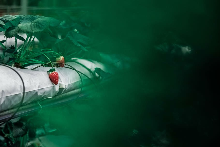 strawberries, white, surface, selective, focus, photography, two, red, gray, canopy