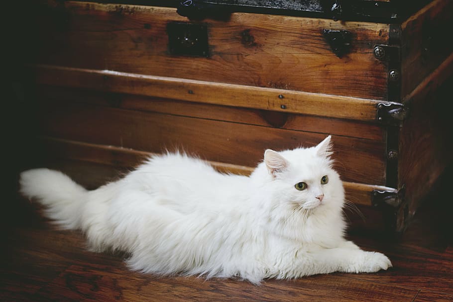 cat, chest box, white cat, white, pet, domestic, animal, feline, cute, kitten