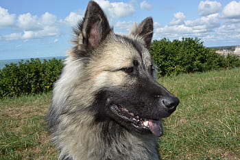 dog-bitch-dog-eurasier-portrait-profile-dog-black-muzzle-black-truffle-royalty-free-thumbnail.jpg