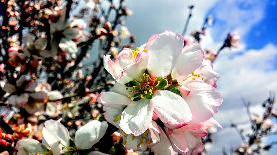花, 春, 近日公開予定, 自然, 屋外, 美しさの自然, 青, クローズアップ, 植物, カラー画像