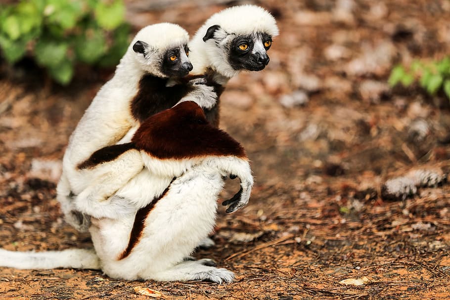 two, white-and-brown monkeys, brown, soil, coquerel's sifaka, propithecus coquereli, sifaka, mother and baby, duke lemur center, durham nc