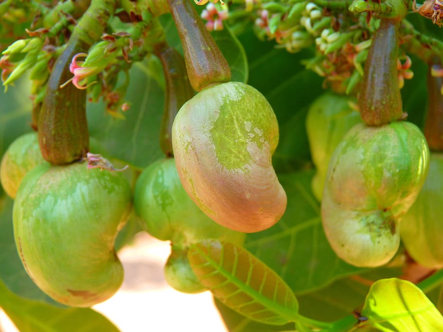 cashew, cashew nut, cashewbaum, cashew cores, plant, nut, food and drink, food, fruit, healthy eating