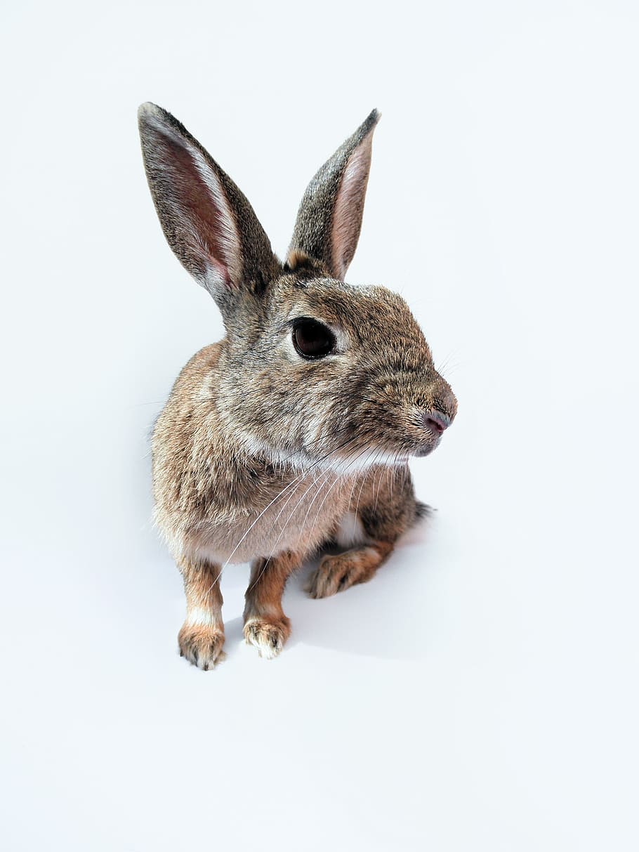 brown lagomorpha, brown, lagomorpha, rabbit, bunny, leaning, forward, studio shot, one animal, white background