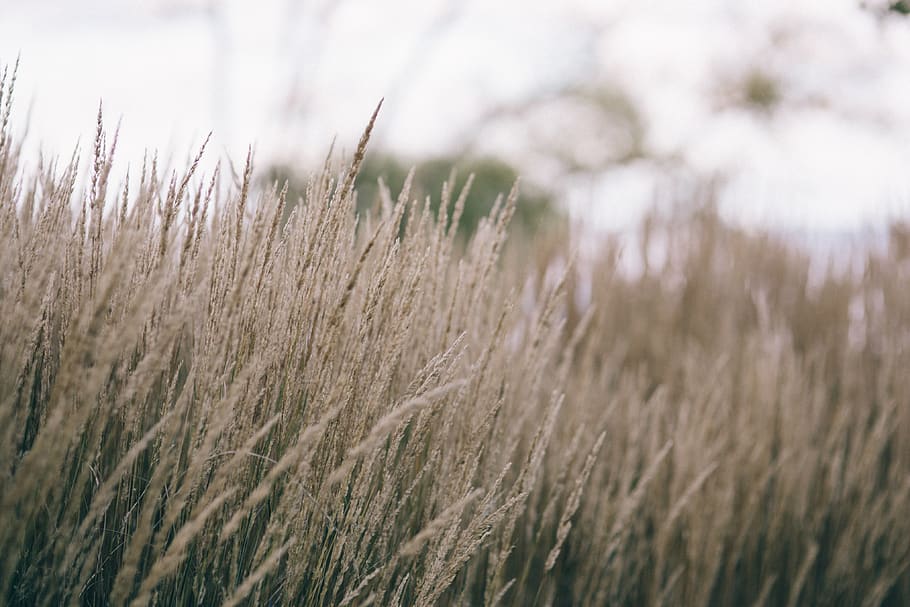 grass, withered grass, Withered, plant, growth, agriculture, nature, landscape, land, field