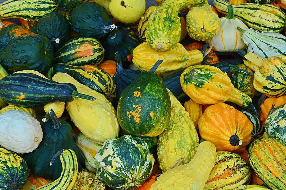 pumpkin, harvest time, sale, decoration, benefit from, pumpkin yard cordes, thanksgiving, farm, autumn, squash