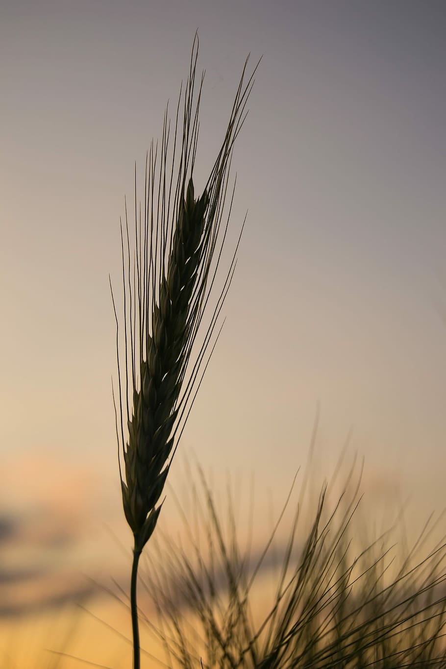 Cereals, Grain, Wheat, Field, Nature, wheat, field, spike, plant, food, baked goods