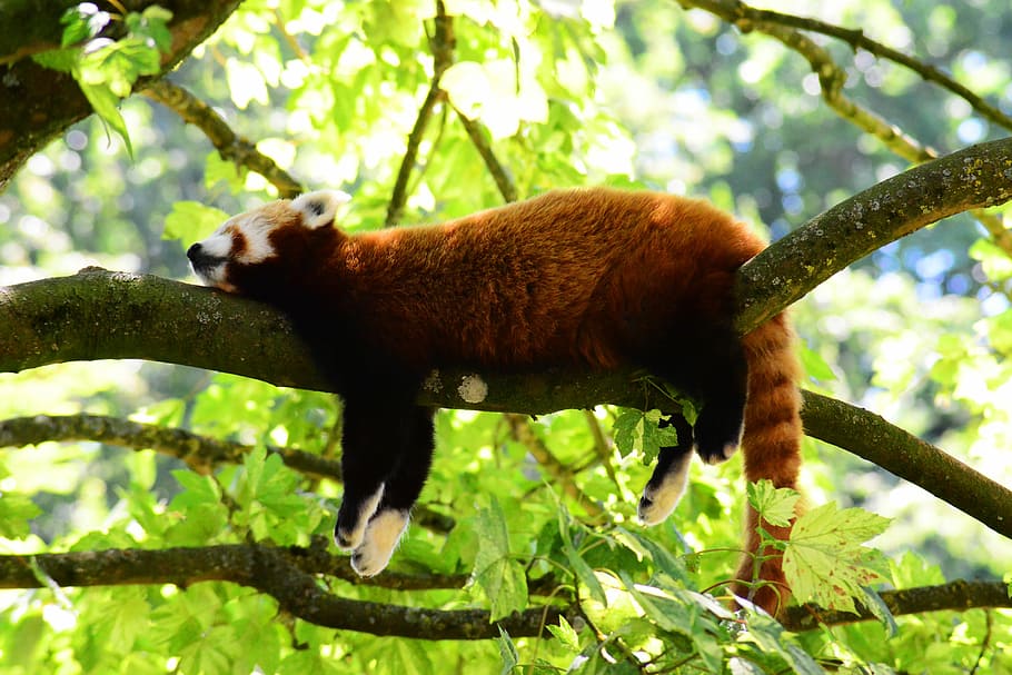 vermelho, panda, enforcado, árvore, panda vermelho, dormindo no galho, pele vermelha, fofo, selvagem, natureza