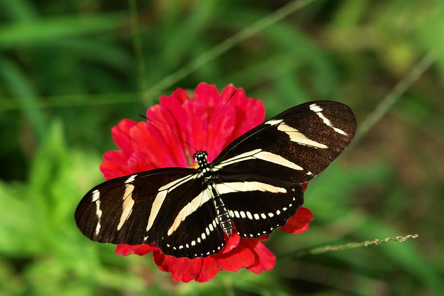 Zebra Longwing, Kupu-kupu, florida butterfly, hitam dan putih, serangga, sayap, alam, taman, bunga, warna-warni