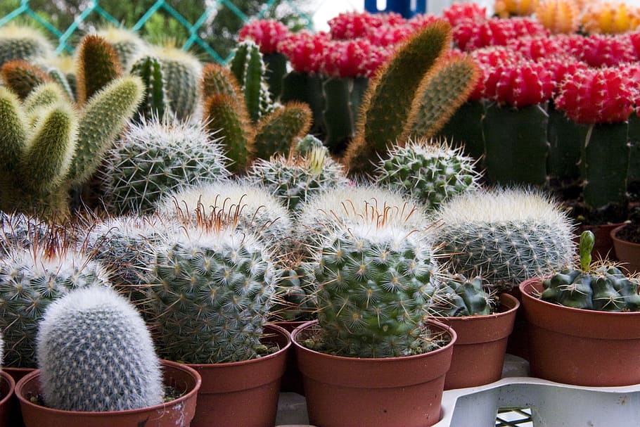cactus, en maceta, marrón, maceta, mini cactus, espiga, plantas, jardín, verde, desierto