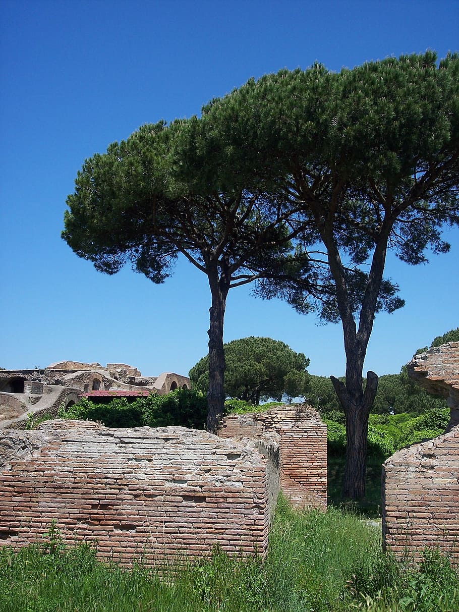 italia, ostia antica, árbol, cielo, azul, antiguo, pared, ruina, Planta, arquitectura