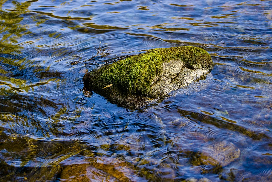 green, moss, grey, rock, soaked, water, altai, mountain, river, russia