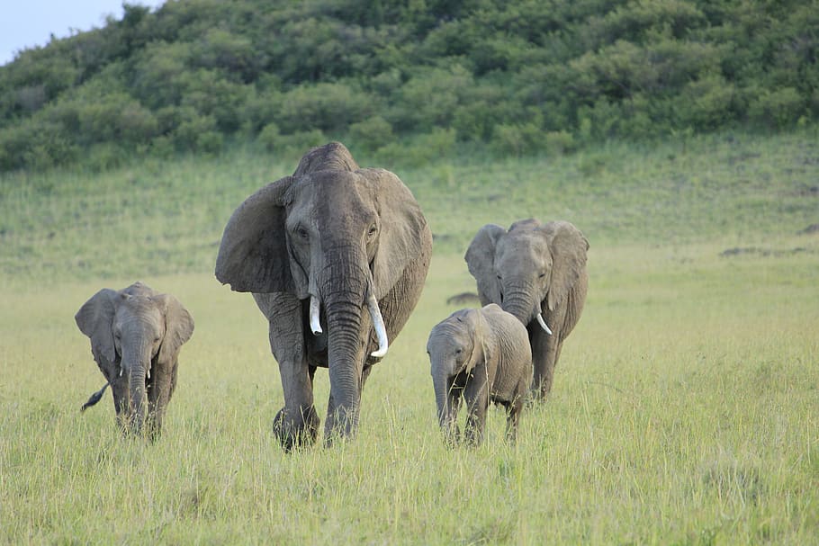 野生動物の写真, グループ, 象, マサイ, マラ, アフリカ, 猫, ケニア, 野生動物, 動物