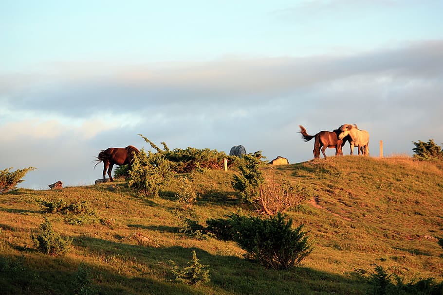 Horses, Nature, Hage, summer evening, animal, rural Scene, mammal, horse, outdoors, landscape