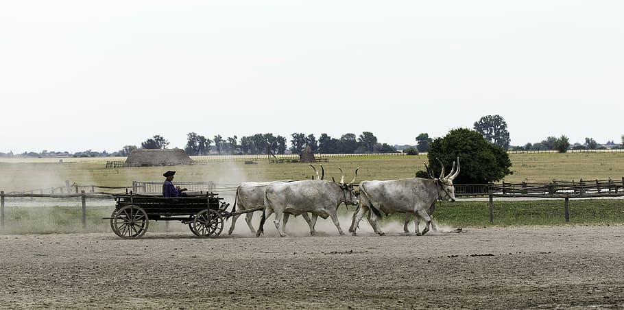 hungarian ox cart, 4 in hand, yoked and harnessed, driver, dust cloud, livestock, domestic animals, mammal, animal themes, domestic