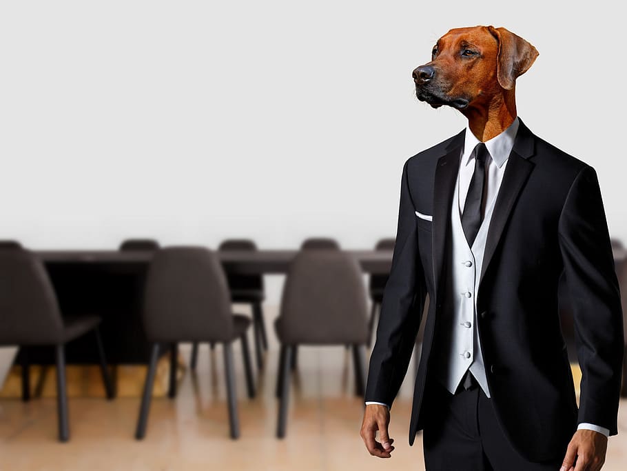 business, dog, suit, strange, fantasy, businessman, manager, boss, leadership, composing