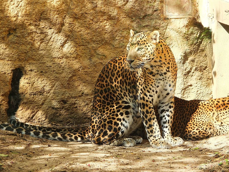 brown, leopard, sitting, sand, panther of sri lanka, panther, panther ceylan, big cat, animal, animal wildlife