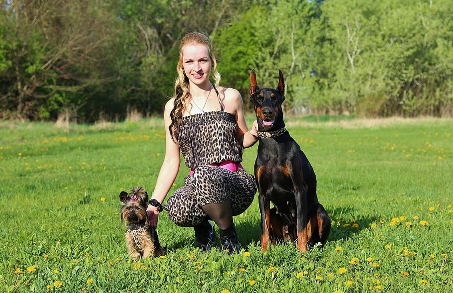 Doberman, Yorkshire Terrier, mujer rubia, amistad, perros, campo, amor, perro, mascotas, animal