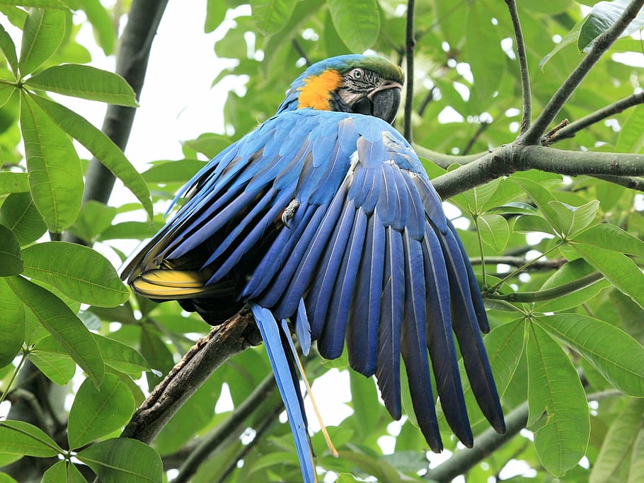 close-up, blue, macaw perced, tree, blue and yellow macaw, parrot, blue bird, bird, beak, colorful