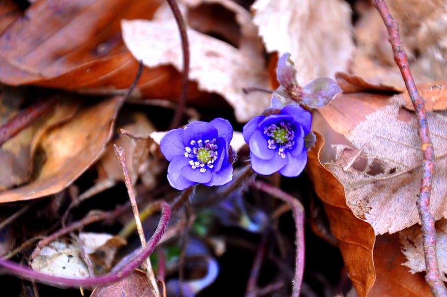 hepatica nobilis, primavera, azul, naturaleza, planta, flor, hoja, planta floreciendo, crecimiento, fragilidad