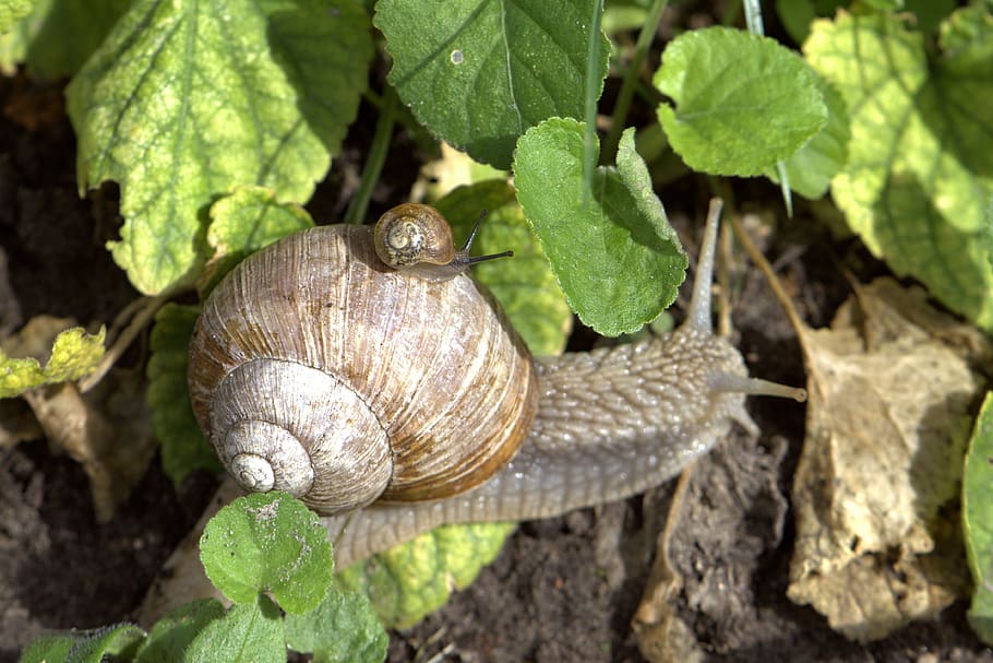 snail, mollusk, baby snail, close up, macro, creature, animal world, wirbellos, garden snail, animal