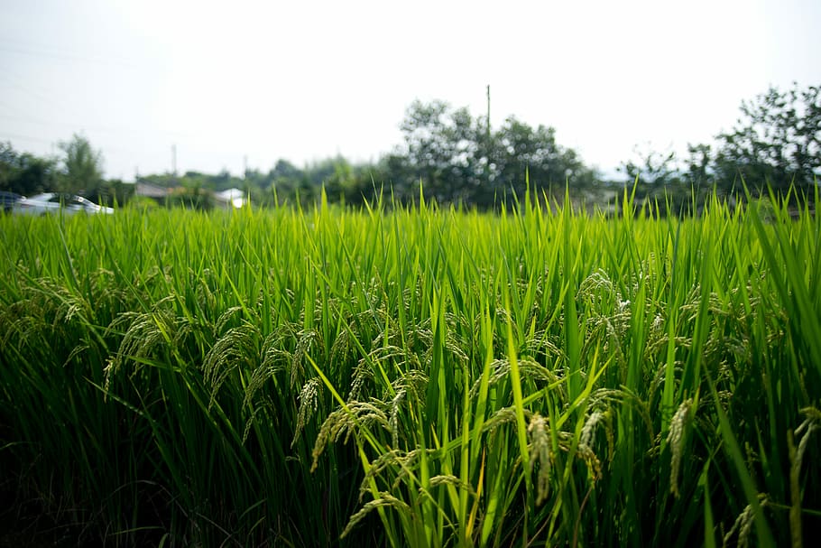 Arrozales, Sulawesi, Ch, agricultura, campo, granja, cultivo, planta de cereal, color verde, Planta