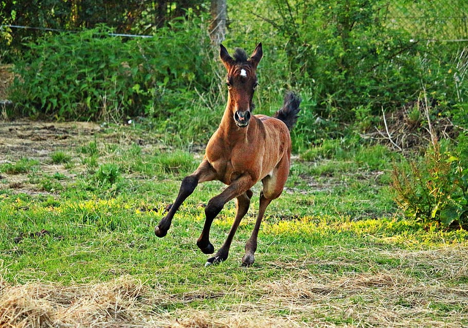 brown horse, Horse, Foal, Thoroughbred, Arabian, Mold, thoroughbred arabian, brown mold, pasture, meadow