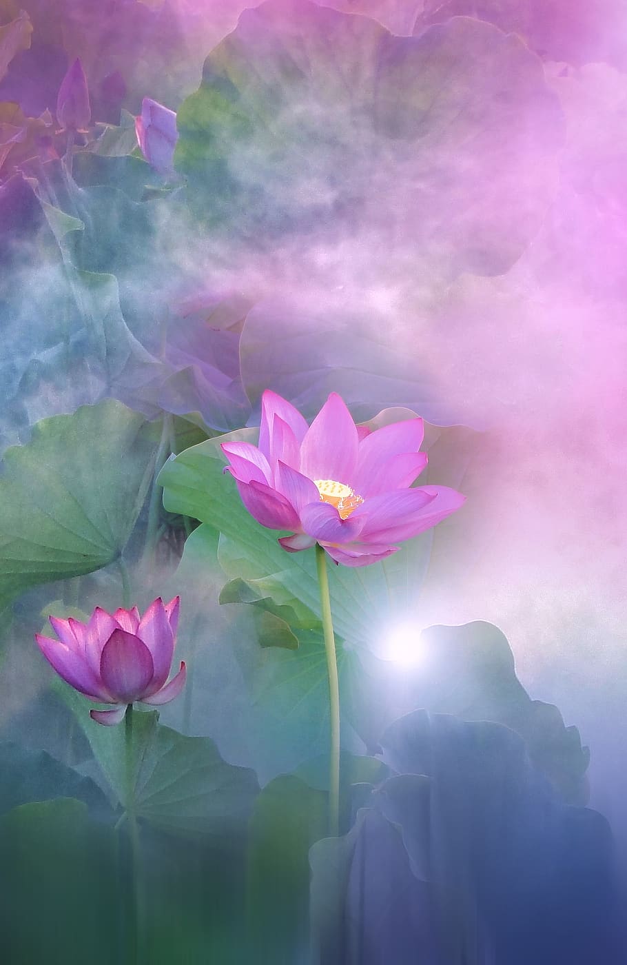 landscape, nature, flower, lotus, lotus flower, exotic, lake, water lily, pink, blossom
