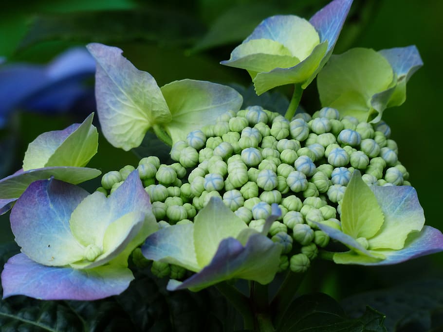 Hortensia, flor, capullos, brote, azul, hortensia de invernadero, hortensias, arbusto ornamental, hortensia macrophylla, paca