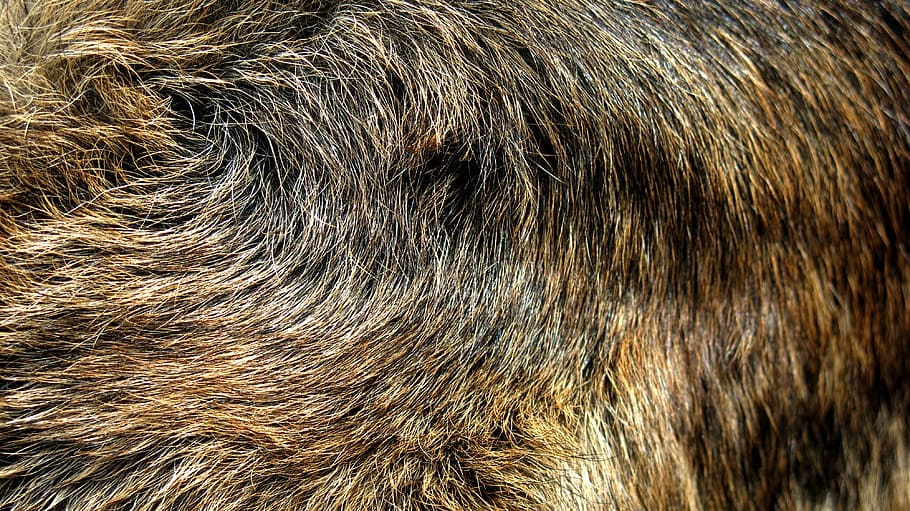 brown fur, german shepherd, fur, wolf, alsatian, full frame, backgrounds, hair, animal, one animal