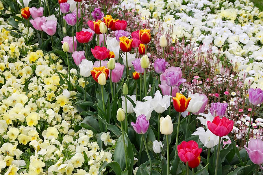 tulip, tulipa, tulpenzwiebel, tulip berkembang biak, ungu, merah, schnittblume, tanaman berbunga, bunga, menanam