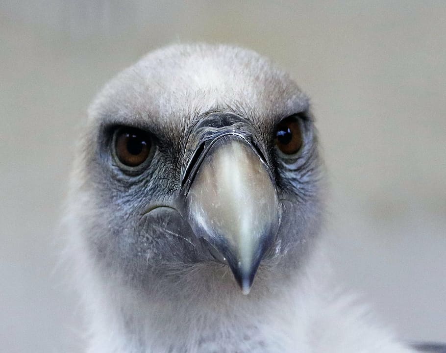 white sea eagle, griffin vulture, vulture, bird, wildlife, nature, wild, beak, predator, africa