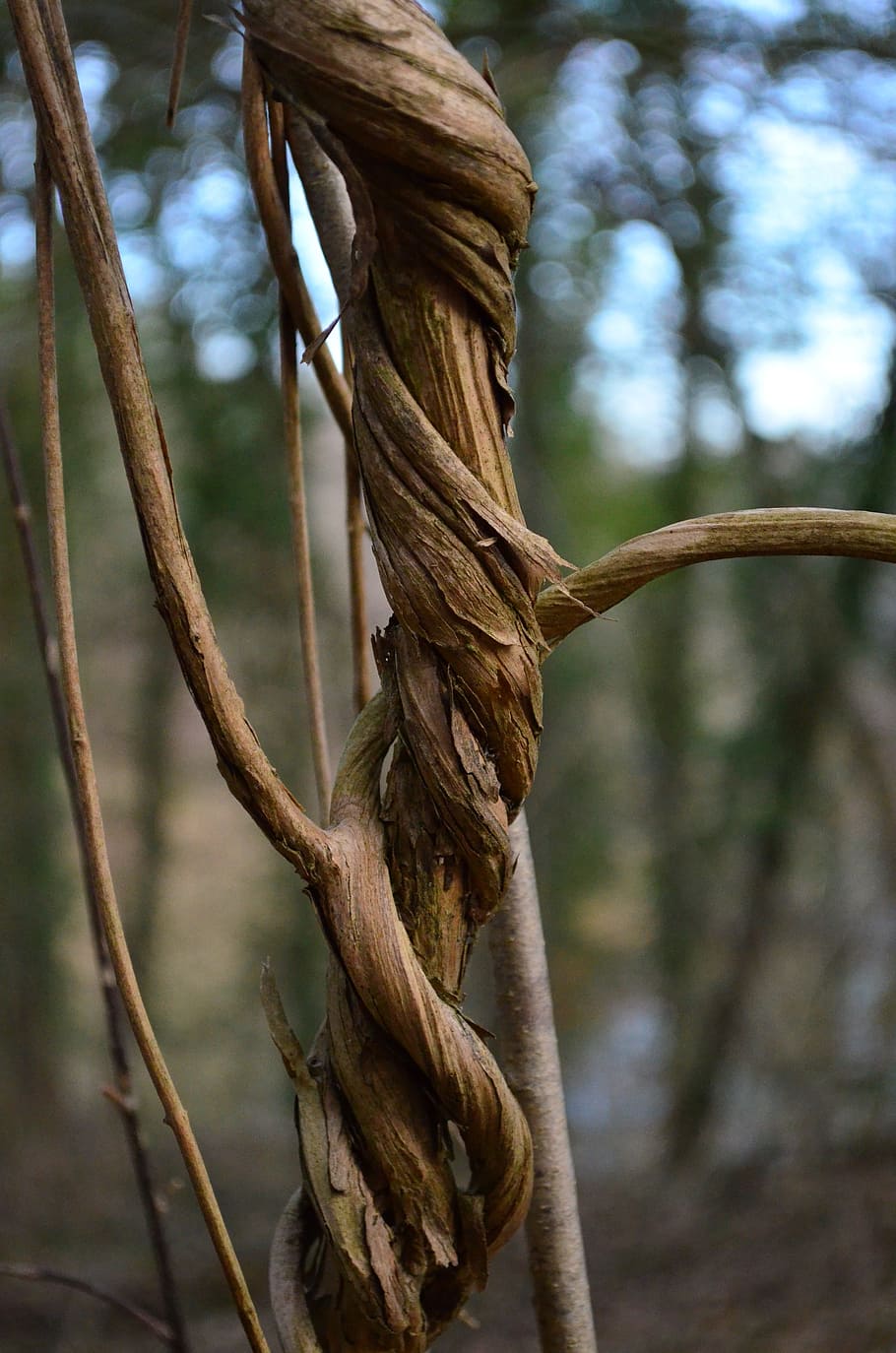shallow, focus photography, brown, trunk, liane, climber, strand, wound, twisted, woods