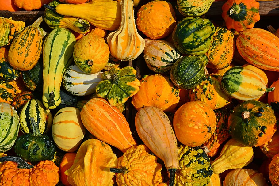 orange, green, squash lot, pumpkin, harvest time, sale, decoration, benefit from, pumpkin yard cordes, thanksgiving