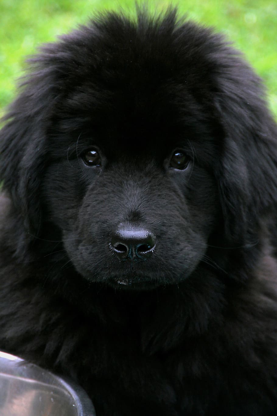 newfoundland puppy close-up photo, daytime, dog, newfoundland, pet, black, cute, giant, one animal, mammal