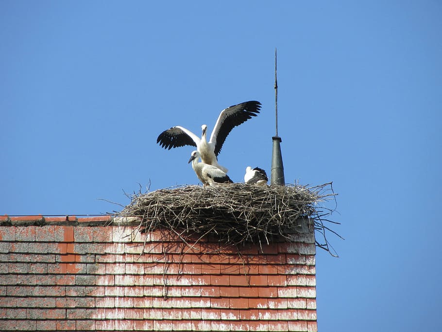 stork, storchennest, rattle stork, nest, storks, bird, young stork, nesting place, adebar, birds