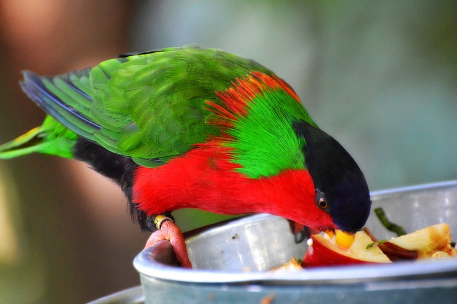 collared lory, bird, zoo, colorful, nature, plumage, feather, green, red, blue