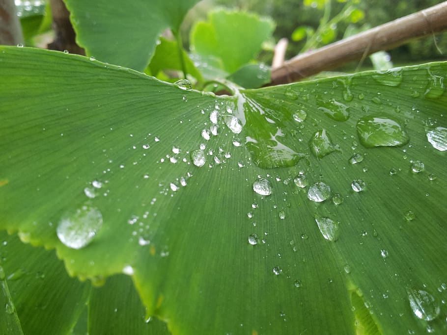 hijau, daun, alam, basah, air, tetesan hujan, penurunan, bagian tanaman, warna hijau, merapatkan