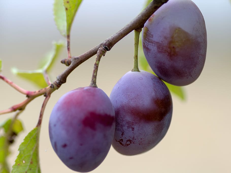 shallow, focus photography, grapes, fruit, plums, branch, plum, violet, healthy eating, food and drink