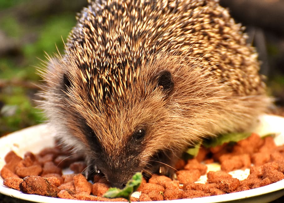 brown, porcupine, eating, food, plate, hedgehog child, young hedgehog, hedgehog, animal, spur