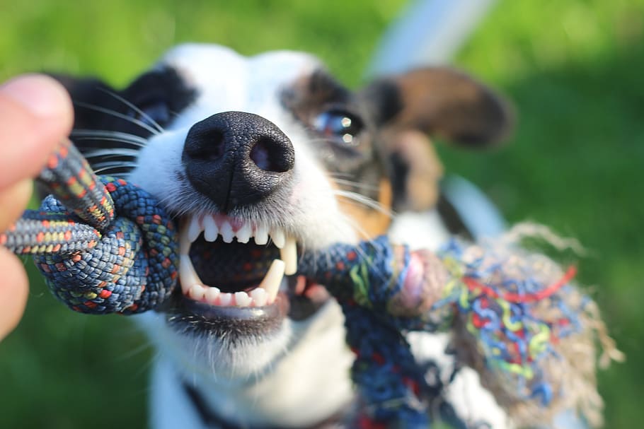 dog bites, multicolored, rope, daytime, dog, evil, rage, play, tooth, upset