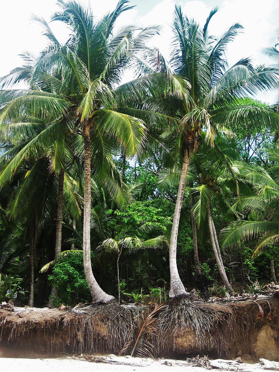 Kosta Rika, akar, pohon kelapa, eksotik, tropis, botani, menanam, root empire, berakar, lihat parsial